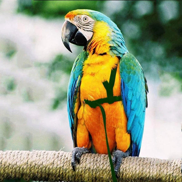 Outdoor Flying Adjustable Parrot Harness