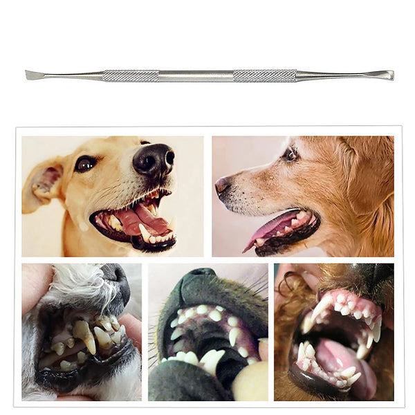 Double-head Stainless Steel Pet Tooth Clean Tool