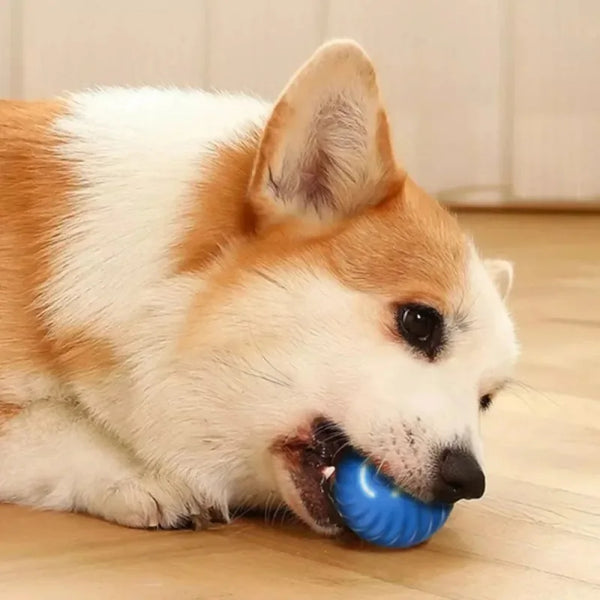 Dog  Automatic Moving Bouncing Rolling Ball