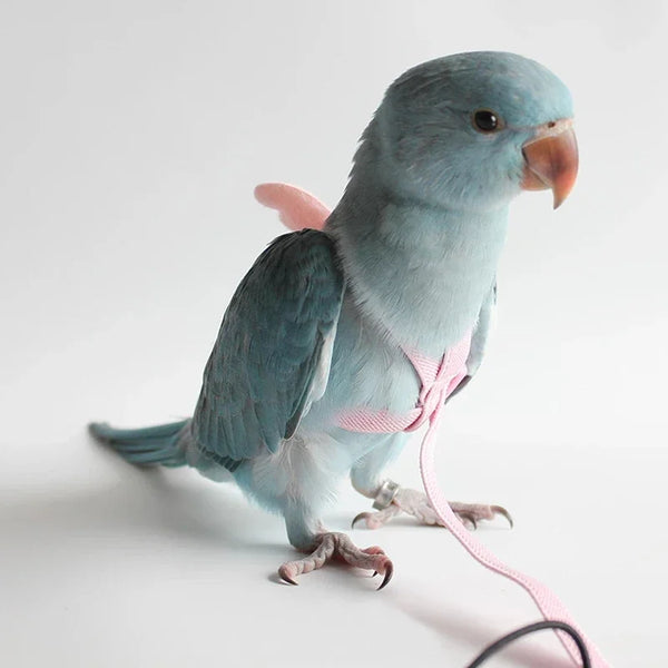 Outdoor Parrot Flying Harness