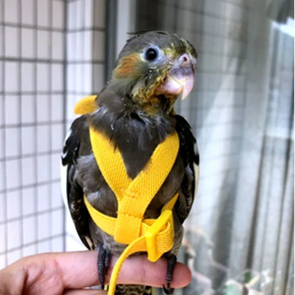 Outdoor Parrot Flying Harness