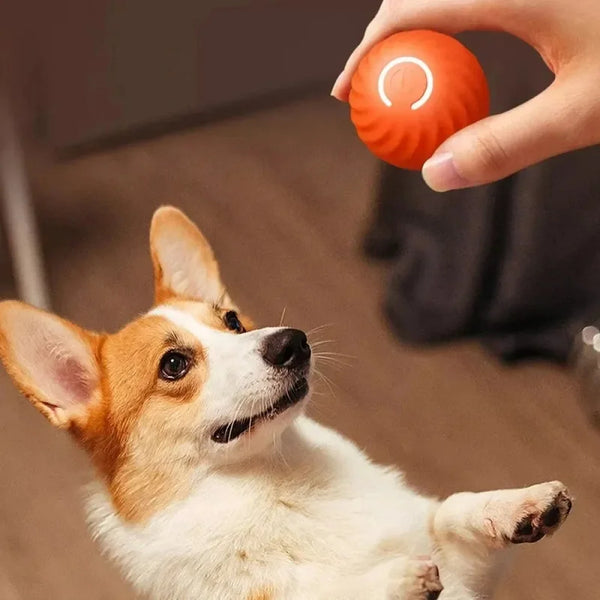 Dog  Automatic Moving Bouncing Rolling Ball