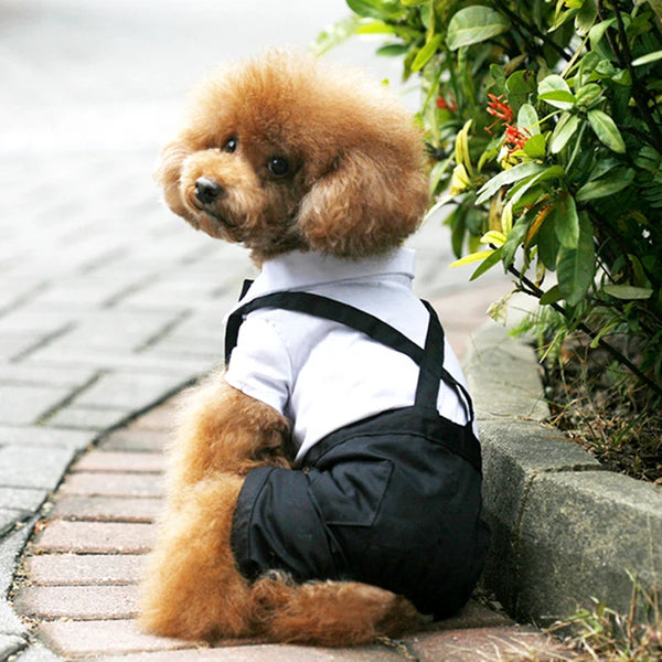 Prince Tuxedo Suit Pet Wedding Dress